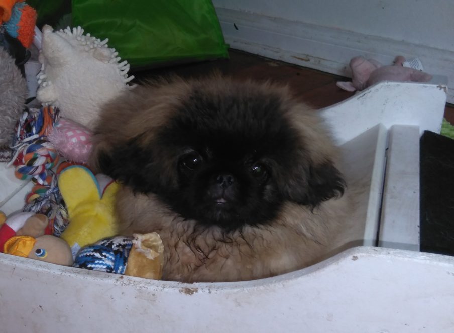 Pedigree pekingese hotsell puppies for sale